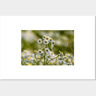 Wild Chamomile Posters and Art